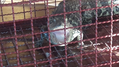 Bombeiros capturam jacaré em conjunto de chácaras, na região