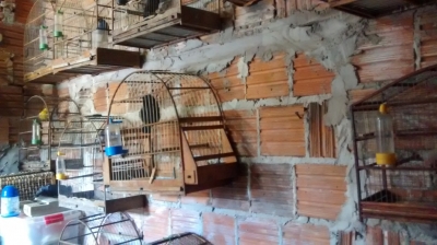 Polícia Ambiental resgata pássaros ameaçados de extinção em Marília