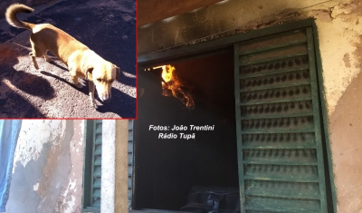 Cãozinho "vira-lata" salva idosa de incêndio, na região