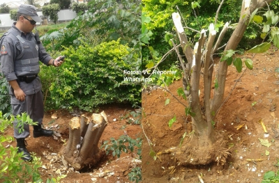 Homem é flagrado cortando árvores no Salgado Filho e leva multa de R$ 1,5 mil