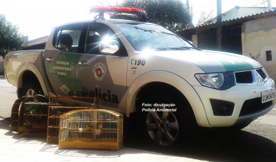 Pedreiro é multado em R$ 2,5 mil por manter pássaros em cativeiro 