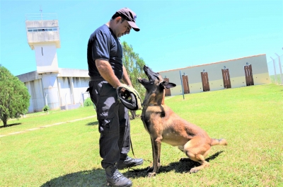 Presídio reúne adestradores para treinamento de cães
