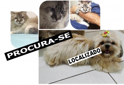 Animais são furtados e donos oferecem recompensa. Cachorrinha é localizada