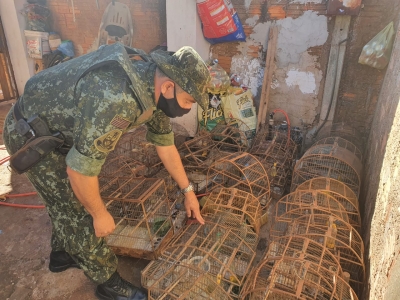 Homem é multado em R$101 mil por manter aves em cativeiro