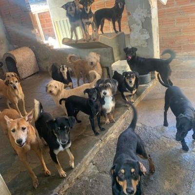 Mais de 50 cães estão sem lar após donos morrerem de covid