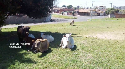 Vacas soltas ao lado de escola na zona Norte ameaçam pedestres e motoristas