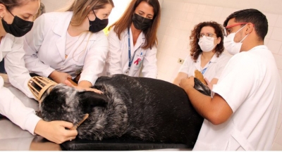 Hospital Veterinário da Unimar orienta sobre câncer de mama em animais