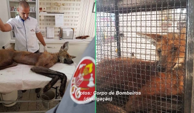 Bombeiros resgatam lobo-guará na região