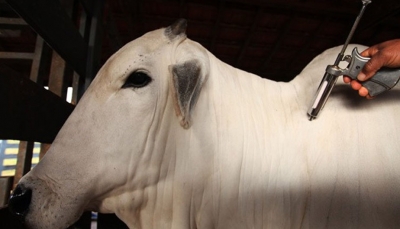 Vacinação contra a febre aftosa é prorrogada até dia 17