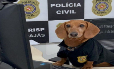 Cãofluencer: Mascote da Polícia Militar acumula mais de 1Milhão de seguidores nas redes sociais