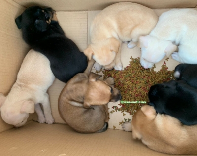 Homem resgata sete filhotes de cachorro abandonados em caixa de papelão, em Marília