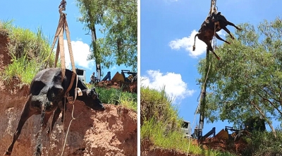 Vaca é resgatada pelos Bombeiros após cair em ribanceira 