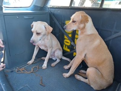 Homem é preso ao tentar enforcar cadela com corda. O motivo? 