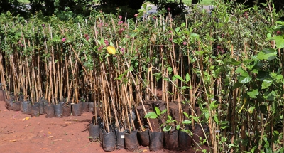 Prefeitura oferece à população 1.730 mudas de árvores 