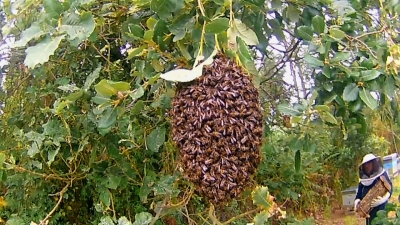 Idoso morre após ser atacado por abelhas em rodovia