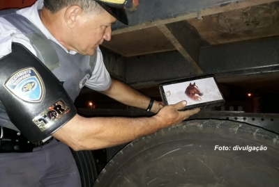 Polícia Rodoviária apreende, na região, cocaína avaliada em R$ 2 milhões