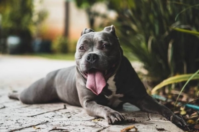 Mulher defende pitbull de agressões e apanha do marido