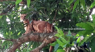 Bombeiros tentam capturar onça em Marília