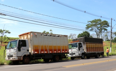 Cavalos e bovinos soltos começam a ser capturados em Marília