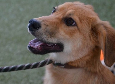 Família que caçava pokémons acha cãezinhos abandonados