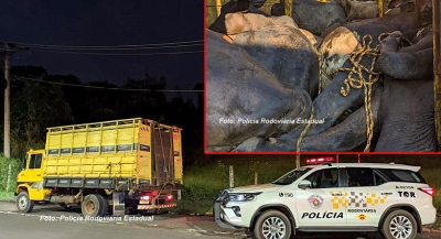 Furto de gado termina com 8 animais mortos e duas pessoas presas