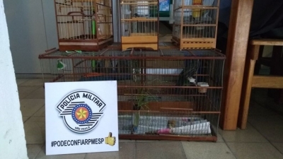 Homem é detido enquanto caçava pássaros no Maracá