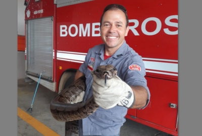 Bombeiros capturam jiboia em condomínio na zona norte de Marília