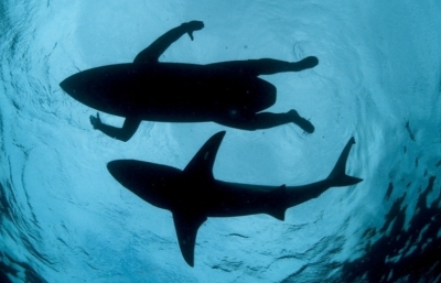 Foto de tubarão nadando com surfista é finalista em prêmio global