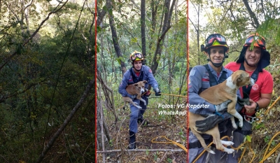 Cão cai em itambé e é salvo por Bombeiros