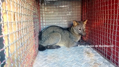 Raposa invade condomínio de luxo em Marília e é capturada por Bombeiros