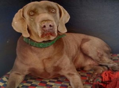 Cachorro morre após ser atacado por abelhas