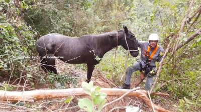 Após 6 horas de operação, Bombeiros resgatam égua de penhasco em Garça