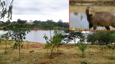 ALERTA: Estado registra 14 mortes por febre maculosa neste ano