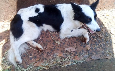 RESGATE DE ANIMAIS: Empresa contratada pela Prefeitura faz primeiro atendimento