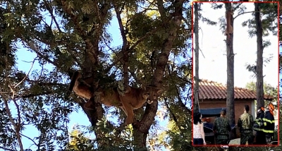 Onça-parda é achada em cima de árvore em Marília e mobiliza equipes de salvamento