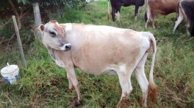 Novilha é furtada em zona rural