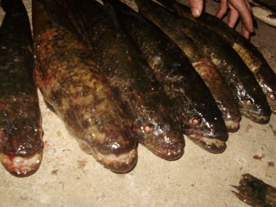 Polícia Ambiental notifica comércio na região