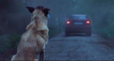 Centenas de cães são abandonados. Motivo: seus donos se cansam de brincar com eles