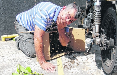 Abelhas atacam policiais durante operação