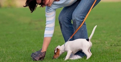 Lei que obriga donos de animais a recolher fezes fica sem eficácia em Marília