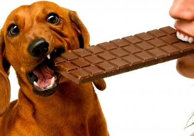 Consumo de chocolate pode matar cães e gatos