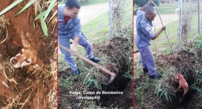 Bombeiros são mobilizados para salvar cão e cavalo presos em buracos