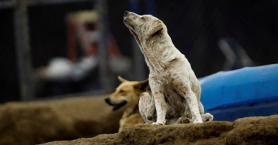 Marília confirma o primeiro caso de leishmaniose de 2020