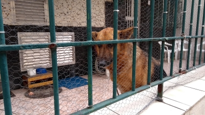 Prefeitura é condenada e terá que implantar "carrocinha" para capturar animais