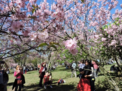 Festival Cerejeiras de Garça é cancelado pelo 2º ano consecutivo por causa da pandemia
