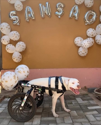 Dono de Sansão comemora lei que aumenta pena para casos de agressão a animais