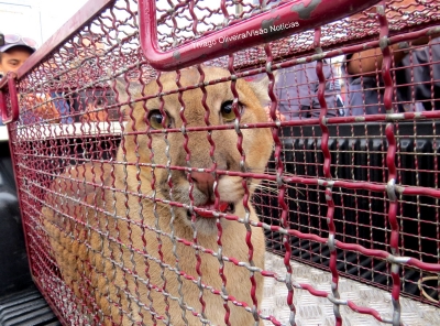 Bombeiros resgatam onça no Santa Antonieta