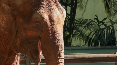 Novo Lar: Elefanta Bambi viajou hoje para o Santuário de Elefantes do Brasil 