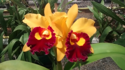 Marília é sede da 42ª Exposição Nacional de Orquídeas