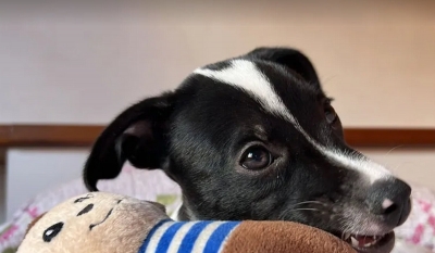 Final feliz! Cãozinho que 